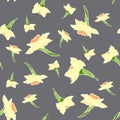 Pattern with white daffodils on a gray background, stock vector illustration for design and decor Royalty Free Stock Photo