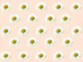 Pattern of White flowers Zinnia angustifolia on pink background