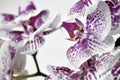 The pattern of the white and purple orchid