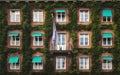 Pattern of windows separated with green ivy Royalty Free Stock Photo