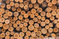 Pattern of wood large piles of cut tree trunks, round logs. Big felled, chopped and sawed tree trunks stored in timber Royalty Free Stock Photo