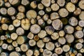 Pattern of wood logs, cut tree trunks background, piled fire wood in closeup Royalty Free Stock Photo