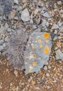 Pattern of yellow lichen spots on the stone Royalty Free Stock Photo