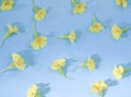 A pattern of yellow primrose flowers on a blue background. Spring composition
