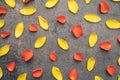 Flower petals arranged, scattered on a dark background with texture.