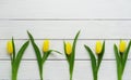 Pattern of yellow tulips Royalty Free Stock Photo