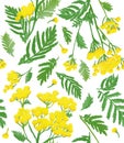 Pattern with yellow watercolor tansy