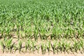 Young green corn plants in rows Royalty Free Stock Photo