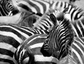 Pattern of zebras Royalty Free Stock Photo