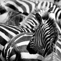 Pattern of zebras Royalty Free Stock Photo