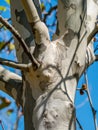 Patterned bark of a Platanus or plane tree Royalty Free Stock Photo