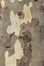 Patterned bark of a platanus tree Royalty Free Stock Photo