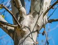 Patterned bark of a Platanus tree Royalty Free Stock Photo