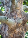 Patterned bark of a Platanus tree Royalty Free Stock Photo