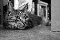 Patterned black and gray house cat/domestic cat lies on the floor Royalty Free Stock Photo