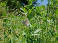 Patterned blue butterfly Royalty Free Stock Photo