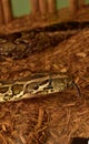 Patterned Burmese Python Snake with Tongue Out Royalty Free Stock Photo