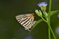Club silverline butterfly Royalty Free Stock Photo
