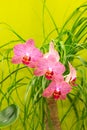 Patterned crimson orchid Royalty Free Stock Photo