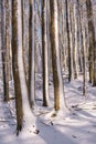 Patterned drawings of snowy tree trunks, speckled texture, winter texture, Royalty Free Stock Photo