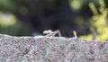 A Patterned Eastern Fence Lizard Sceloporus undulatus Perched Camouflaged on a Rock in Eastern Colorado Royalty Free Stock Photo