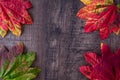 Patterned fall maple leaves, red, green, red, orange, and yellow, on a dark wood background Royalty Free Stock Photo