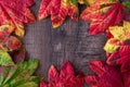 Patterned fall maple leaves, red, green, red, orange, and yellow, on a dark wood background Royalty Free Stock Photo