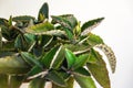 Patterned foliage of `mother of thousands` Kalanchoe daigremontiana.