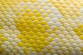 patterned gold python skin. Royalty Free Stock Photo