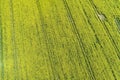 Patterned green agricultural field