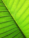 Patterned green leaf of the Plumeria tree background