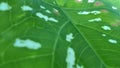 patterned green leaf surfaceÃ¯Â¿Â¼