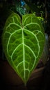 patterned green leaves