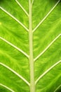 Patterned Large Taro Leaf Texture Photo