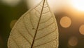 Patterned leaf with translucent veins is shown against a soft blurred Royalty Free Stock Photo