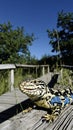 Patterned lizard basking in the sun on wooden boardwalk. Royalty Free Stock Photo