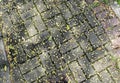 Patterned paving blocks, cement brick floor and small yellow leaves Royalty Free Stock Photo