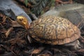 Patterned Shell on an Eastern Box Turtle Royalty Free Stock Photo