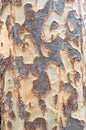 Patterned tree bark background or texture