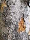 Patterned tree bark gray-brown spots background. Natural green, yellow and brown spotted platanus tree texture