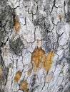 Patterned tree bark gray-brown spots background. Natural green, yellow and brown spotted platanus tree texture