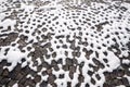 Patterned Walkway with Snow