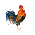 Patterned watercolor fiery rooster on the white background. Symbol of chinese new year. It may be used for design of a t