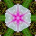 Patterned white flower with pink sed