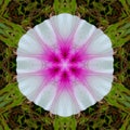 Patterned white flower with pink sed