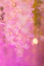 patternless colorful abstract blur background is unique abstract background and is ideal as backdrop for advertising typography