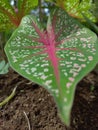 the patterns and colors on the anthurium taro plant are very impressive to the eye