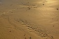 Wavy sand patterns in wet sand on the beach Royalty Free Stock Photo
