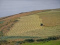 Patterns in a field created by cutting grass silaging Royalty Free Stock Photo