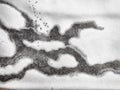 Patterns forming on snow-covered ground observed during winter in a quiet forest setting
